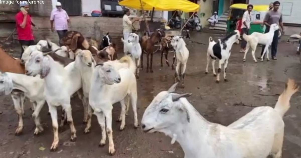 MP: Indore witnesses shortages of goats due to high demand ahead of Eid-ul-Azha